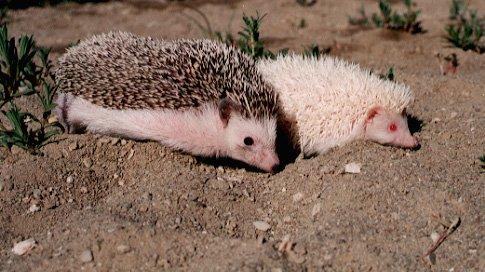 african pygmy hedgehog facts 
