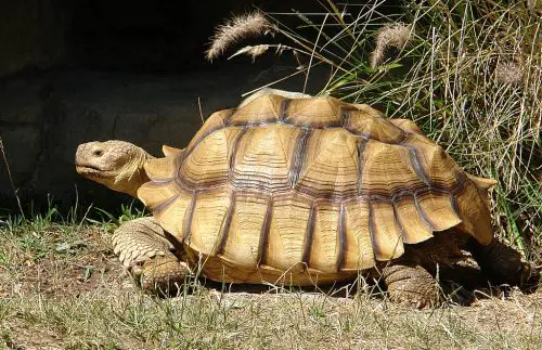african spurred tortoise facts 