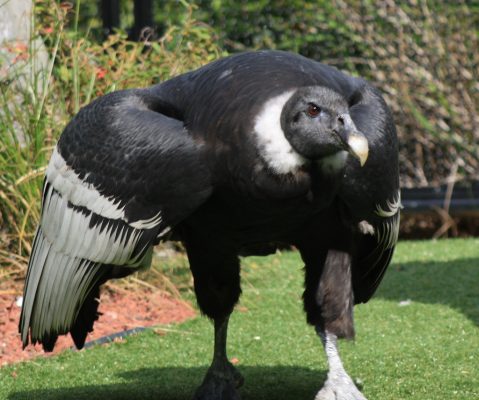 andean condor facts 