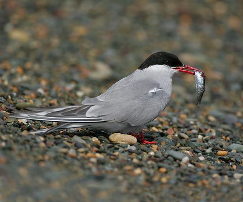 arctic tern facts 