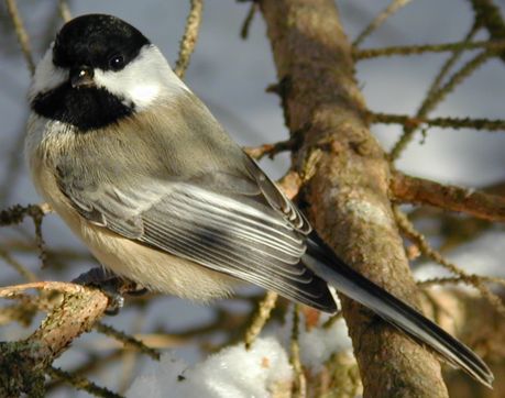 black-capped chickadee facts 
