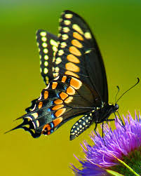 black swallowtail butterfly facts 