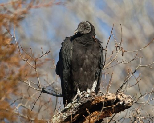 black vulture facts 