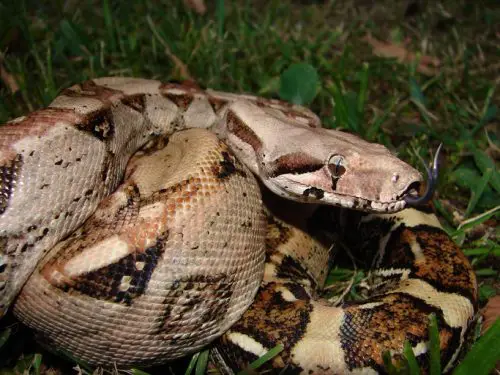 boa constrictor facts 
