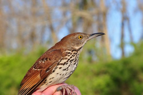 brown thrasher facts 