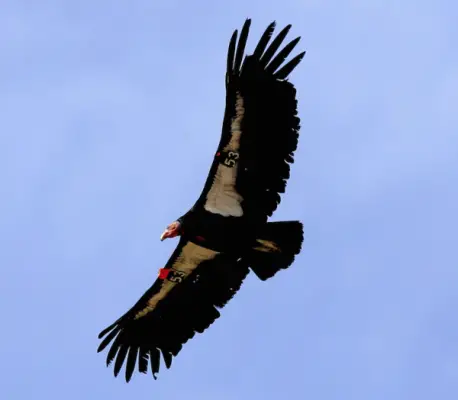 california condor facts 