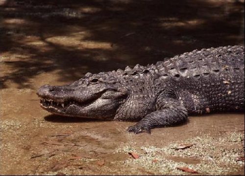chinese alligator facts