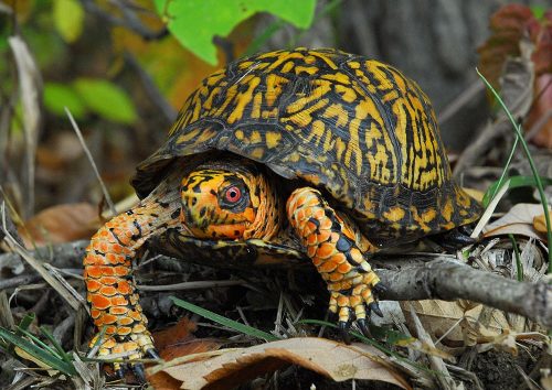 eastern box turtle facts 