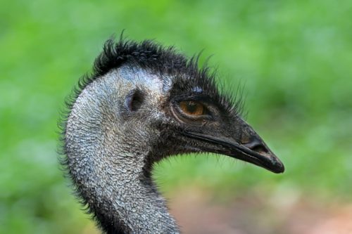 emu bird facts 