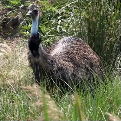 emu bird facts 