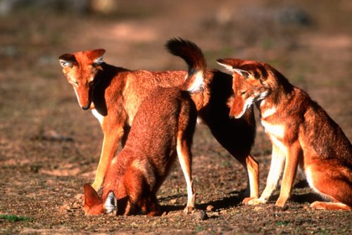 ethiopian wolf facts 