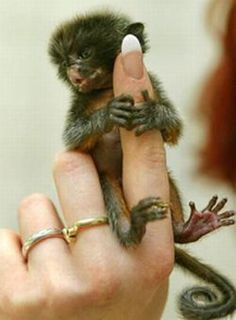 finger monkey facts 
