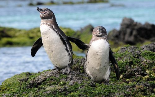galapagos penguin facts 