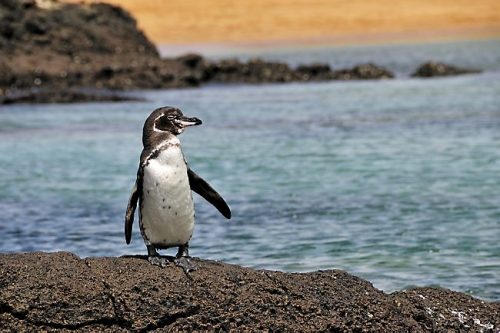 galapagos penguin facts 