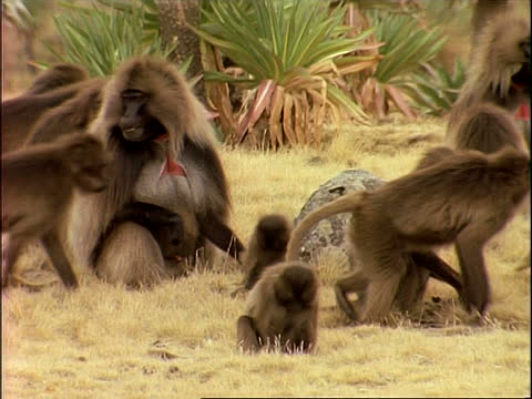 gelada baboon facts 