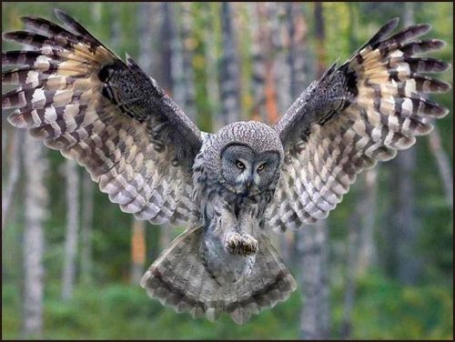 great grey owl facts 