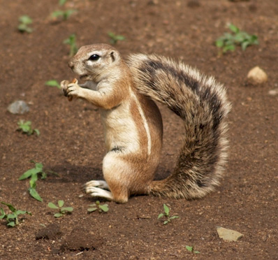 ground squirrel facts 