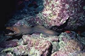 gulper eel facts 