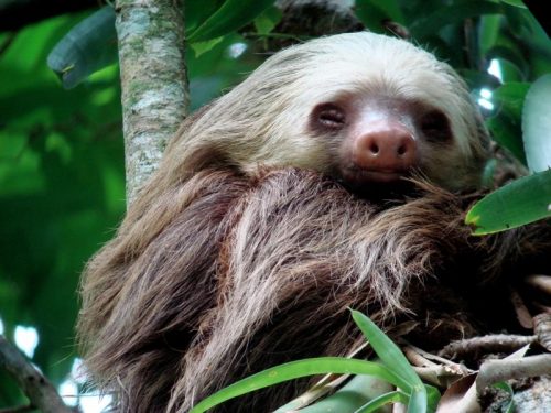 two toed sloth facts 