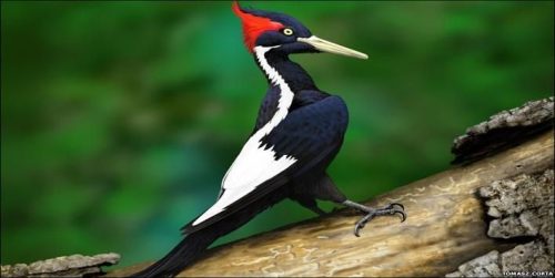 ivory billed woodpecker facts 