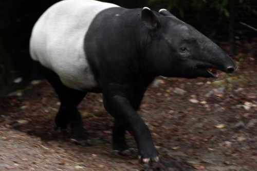 malayan tapir facts 