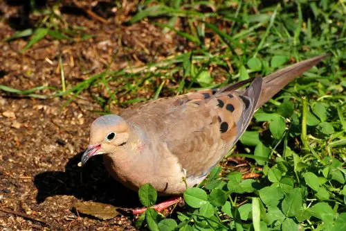 mourning dove facts 