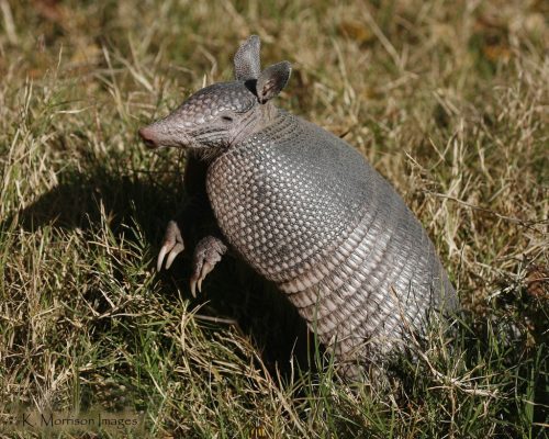nine banded armadillo facts 