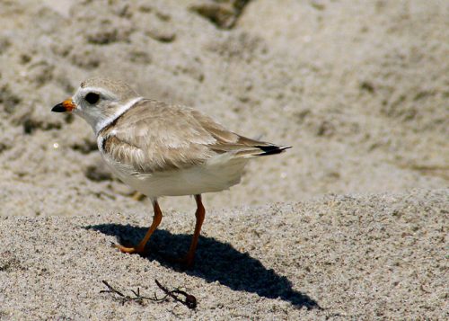 piping plover facts 