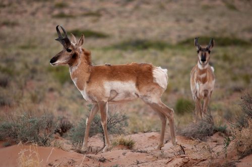 pronghorn antelope facts 