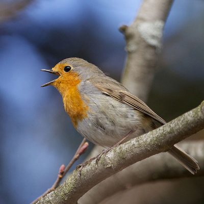 robin redbreast facts 