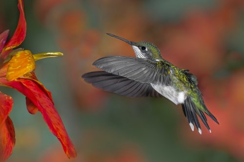 ruby throated hummingbird facts 