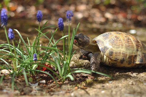 russian tortoise facts 