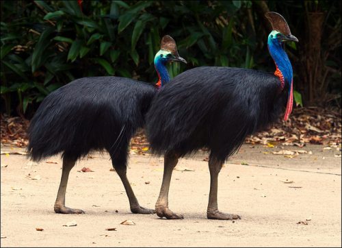 southern cassowary facts 
