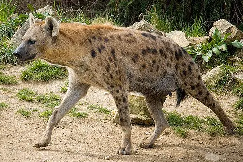 spotted hyena facts 