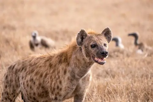 spotted hyena facts 