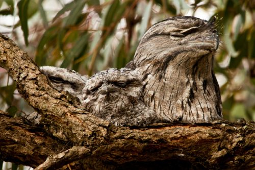 tawny frogmouth facts 