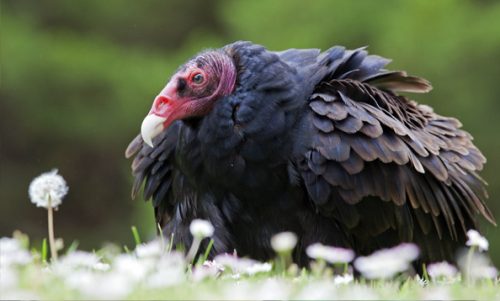 turkey vulture facts 