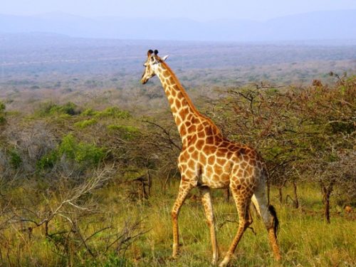 west african giraffe facts 