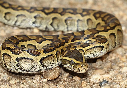 african rock python facts 