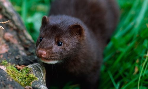 american mink facts 
