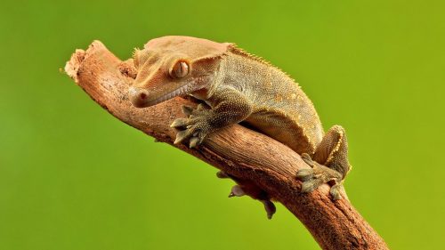 crested gecko facts 