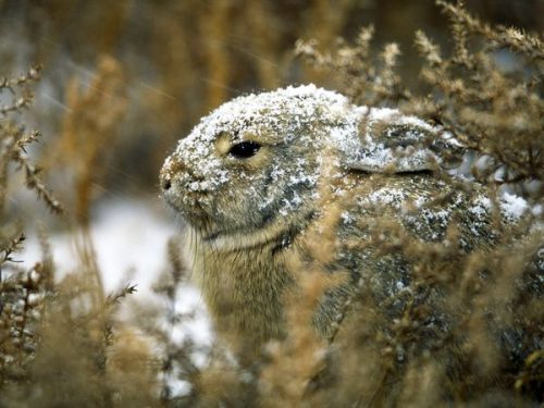 eastern cottontail rabbit facts 