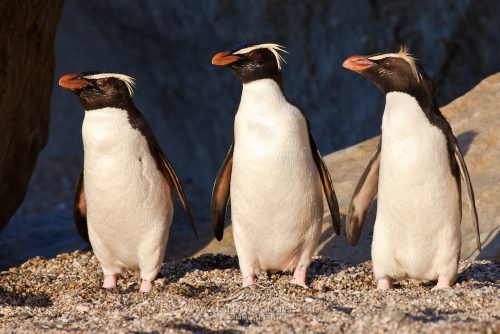 fiordland penguin facts 