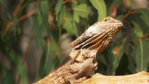 frilled neck lizard facts 