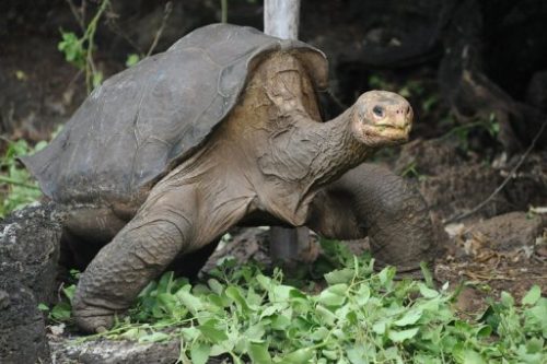 galapagos tortoise facts 