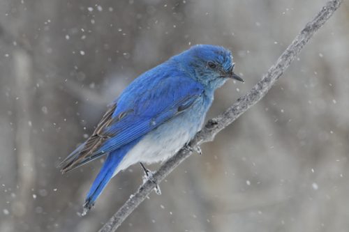 mountain bluebird facts 