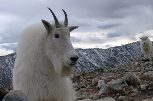 mountain goat facts 