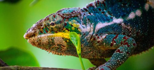 panther chameleon facts 
