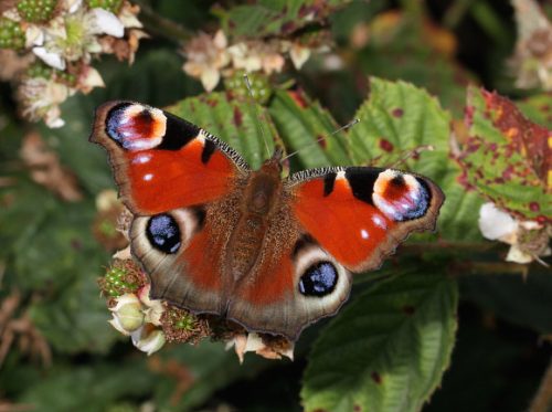 peacock butterfly facts 