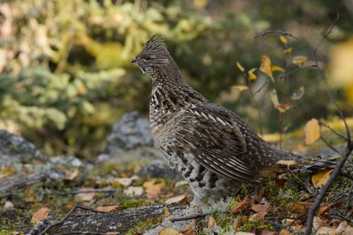 ruffed grouse facts 